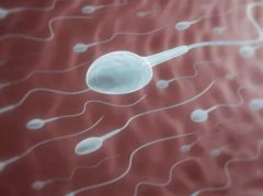 微量元素分析儀檢測男性精子重要生化成分