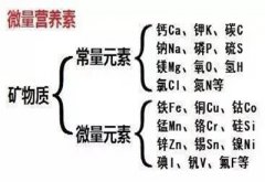 全自動微量元素無創檢測儀微量元素和常量元素的關系