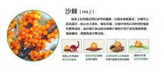 608深圳血鉛檢測儀品牌推薦-血鉛真可怕，沙棘可能讓你遠離它！